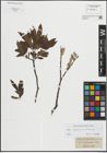 Foto von Salix lapponum L. x Salix silesiaca Willd.